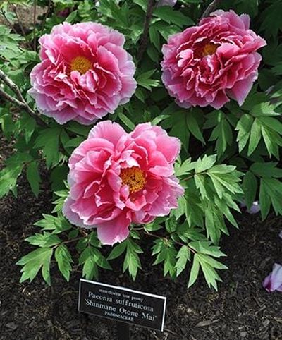 Peonies are one of the best early summer flowering shrubs for the Inland Northwest. This Japanese tree peony Shinmane Otone Mai will grow to 5 feet tall with huge pink ruffled petals around the characteristic yellow stamens in the center.  (Johnson County Extension/Kansas State University)