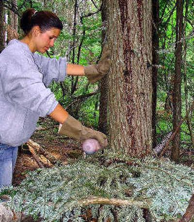 
 Bear trapper Kerri Lippert pours a mixture of cow blood and fish guts on a trap in a remote forest in North Idaho near the Canadian border in July.
 (Associated Press / The Spokesman-Review)