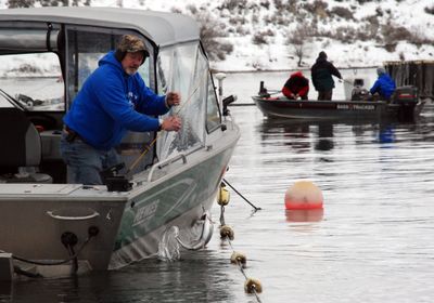 An angler lands a fat rainbow trout from near the upper commercial net pens at Lake Rufus Woods last week. Anglers in the background later were asked by operators to move their boat out of the buoy-marked buffer zone around the nets.  (Rich Landers / The Spokesman-Review)