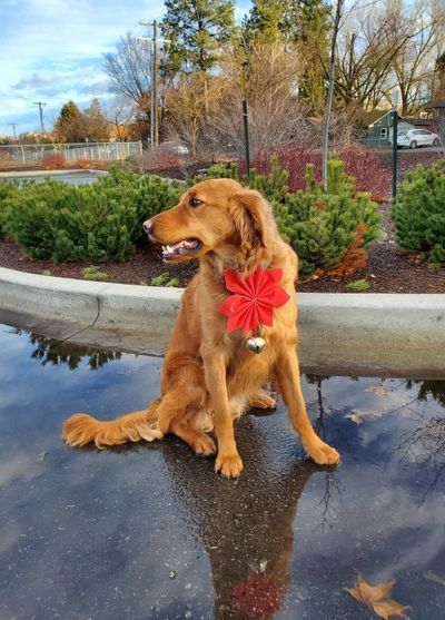 Hey, where did the snow go, wonders Waldo of Moscow, Idaho. Warm temperatures, rain and wind melted our region’s scenic layer of snow just days before Christmas. Linda Weiford is Waldo’s person.  (David Johnson/For The Spokesman-Review)