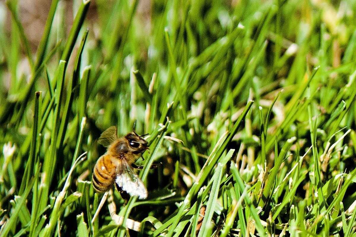 A honey bee makes its way through the grass at Downriver Golf Course on Monday, June 12, 2017. (Kathy Plonka / The Spokesman-Review)