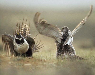In this May 9, 2008, file photo, male sage grouse fight for the attention of a female southwest of Rawlins, Wyo. The U.S. Forest Service is rethinking sage grouse protection plans in six Western states after a federal court agreed with mining companies that the agency illegally created some protections in Nevada. (AP/Rawlins Daily Times / Jerret Raffety)