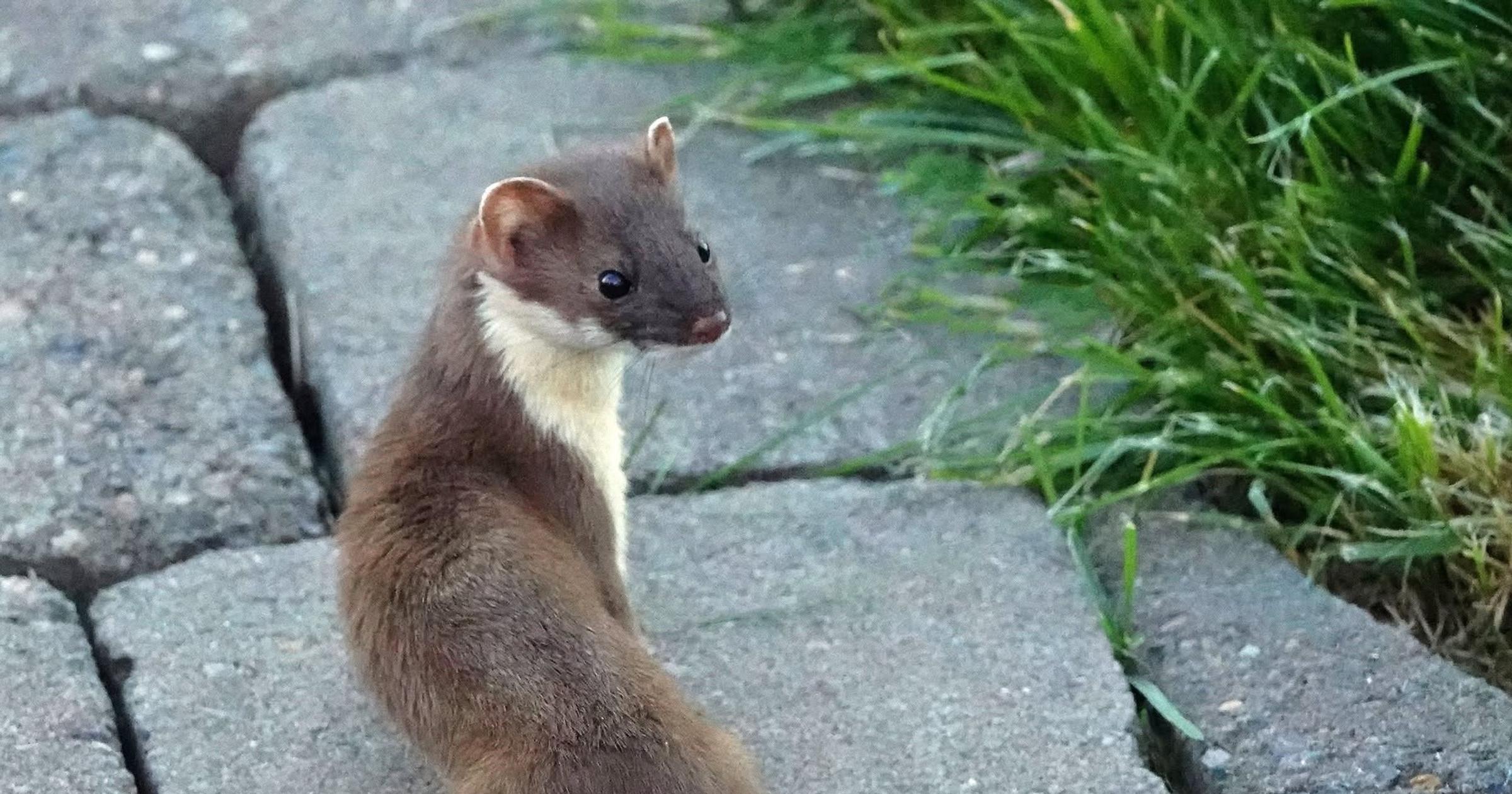 Cool Critters: Pop goes the … stoat?