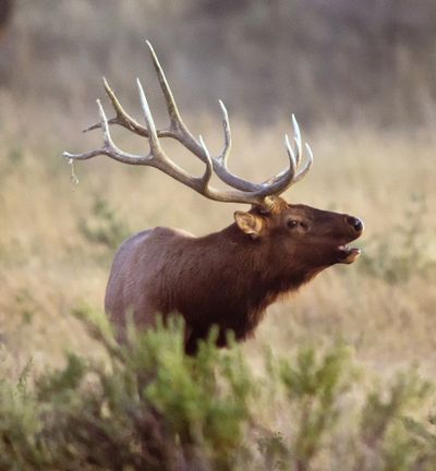 Hunters who draw Blue Mountains bull elk permits are likely to bag a trophy. (Associated Press)