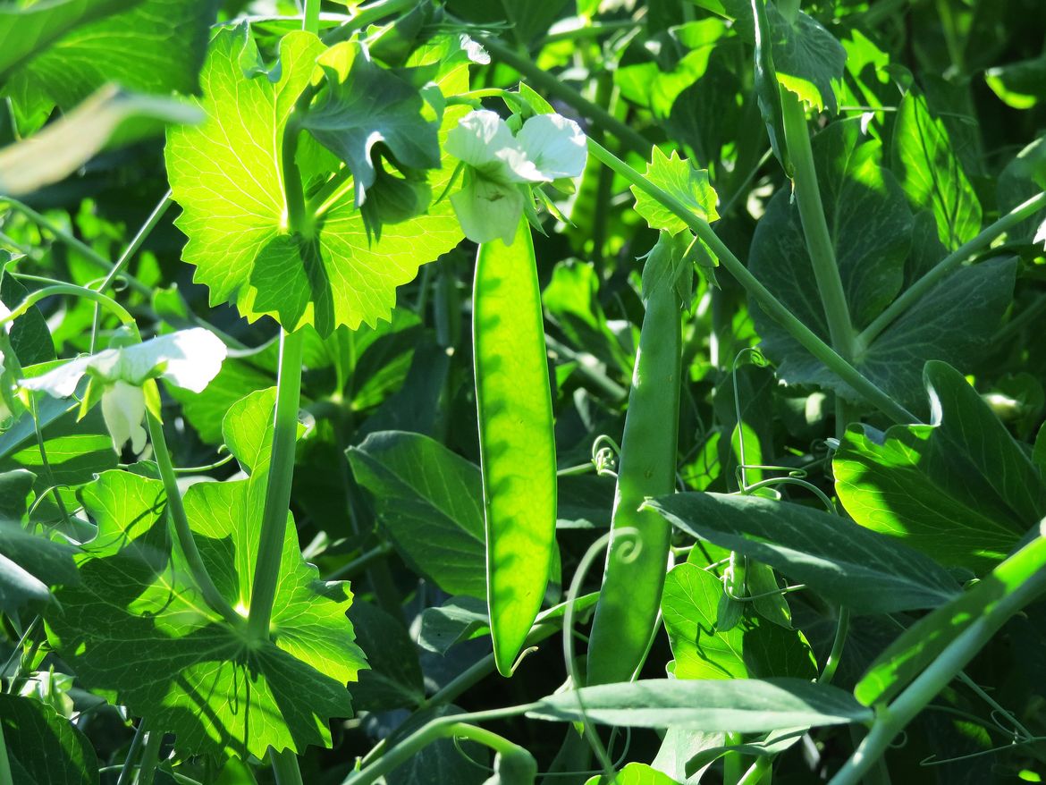 In the Garden Mind your peas and onions, and other tips for starting