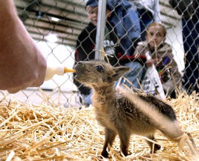 
A 3-week-old Patagonian cavy nurses on Thursday at the Spokane County Interstate Fair. Several of the vegetarian rodents, which can be socialized to humans and taught to walk on a leash,  escaped from a barn near Rutter Park recently. One is still missing. 
 (Joe Barrentine / The Spokesman-Review)