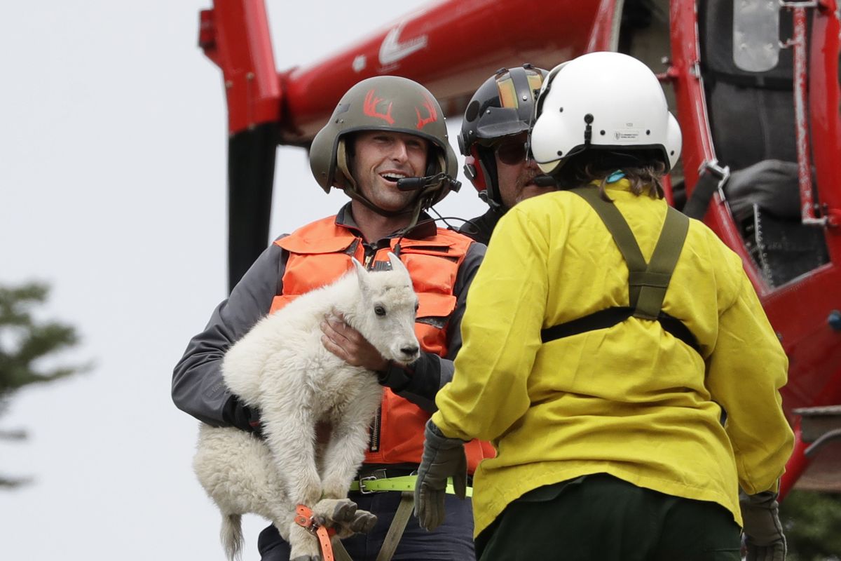 Derrick Halsey, a wildlife capture specialist known as a “mugger,” hands off a kid mountain goat to Olympic National Park Wildlife Branch Chief Patti Happe on July 9 after airlifting the goat and two others to Hurricane Ridge in the park near Port Angeles, Wash. Officials last month began rounding up the sure-footed but nonnative mammals from remote, rugged parts of the park so they can be relocated into the Cascade Mountains, where they do belong.  (Elaine Thompson/AP)