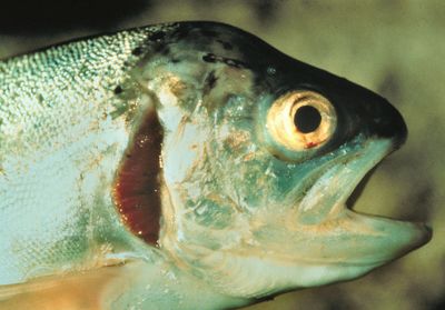 This adult rainbow trout, shown in Nampa, Idaho,  has an abnormally sloped head due to being infected with whirling disease, a  parasite that attaches to the fish’s cartilage, which results in skeletal deformities.  (File Associated Press / The Spokesman-Review)