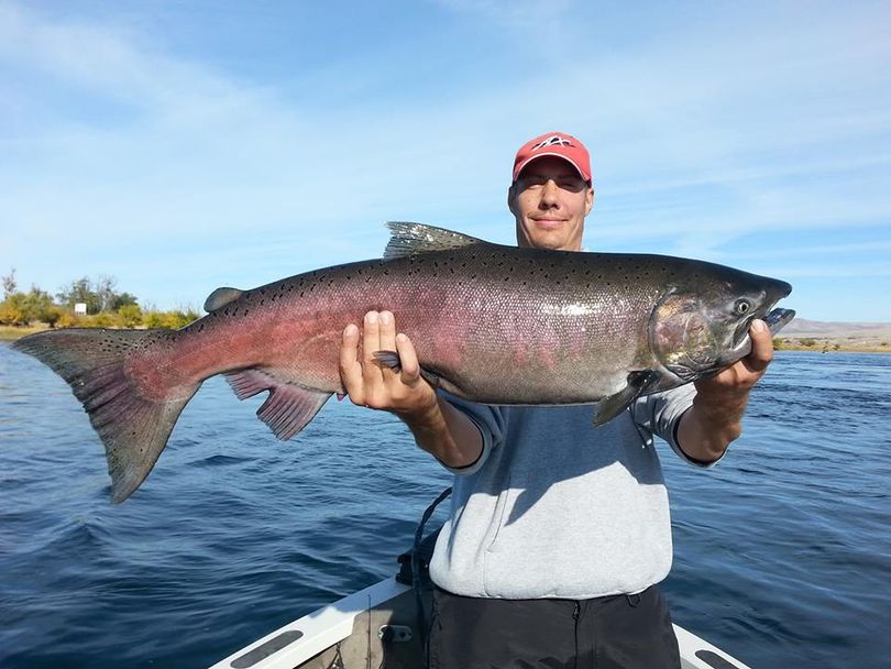 Peter Roundy caught this fall chinook in the Hanford Reach of the Columbia River in October. (Seth Burrill)