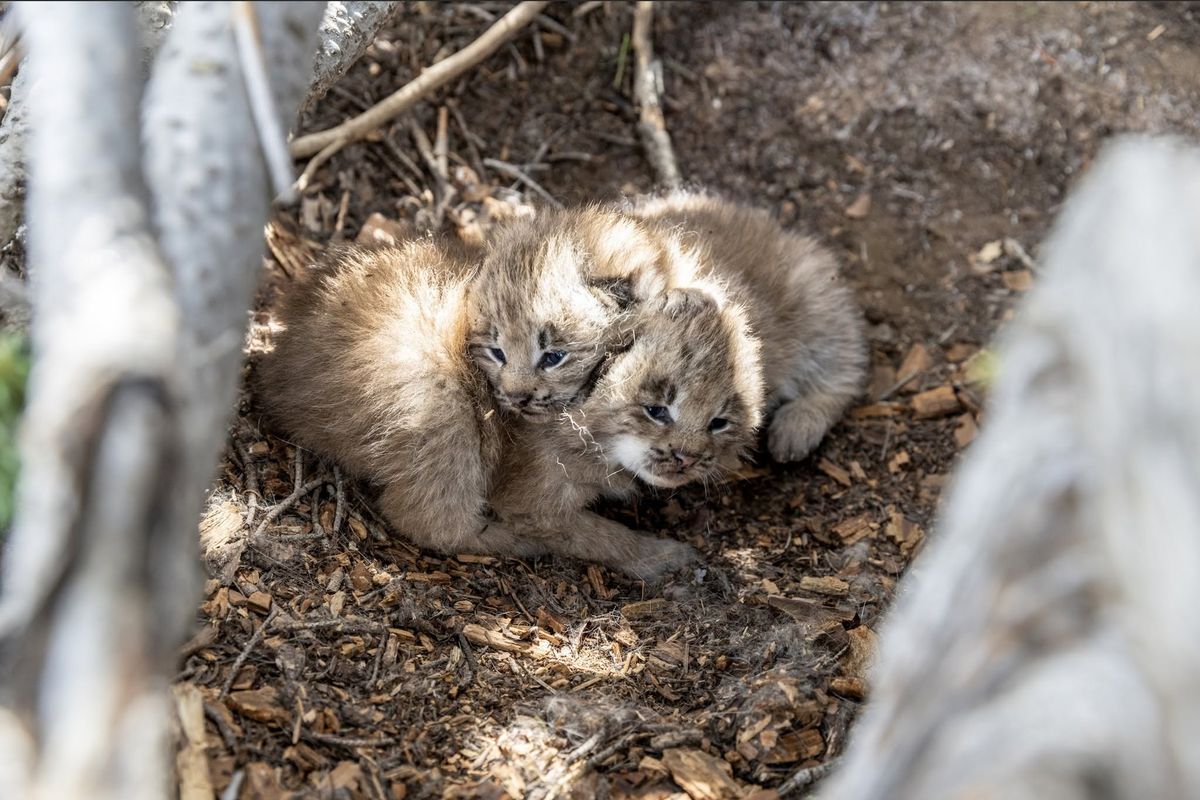 Two lynx kittens are shown in their den in the Kettle Range, the first to be confirmed since the Colville Confederated Tribes started transplanting lynx from Canada in 2021. (Courtesy of David Moskowitz)