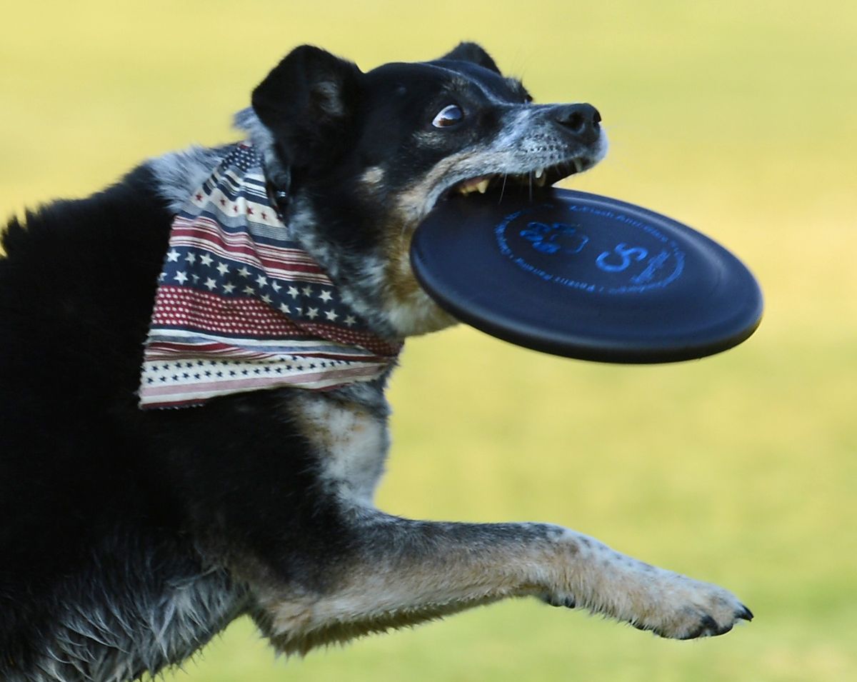 Arial, a border collie-blue heeler mix, snatches a flying disc during Disc Dogs’ annual Fun Match on Wednesday at Shadle Park in Spokane. The dog belongs to Glenn Madden. (Dan Pelle)