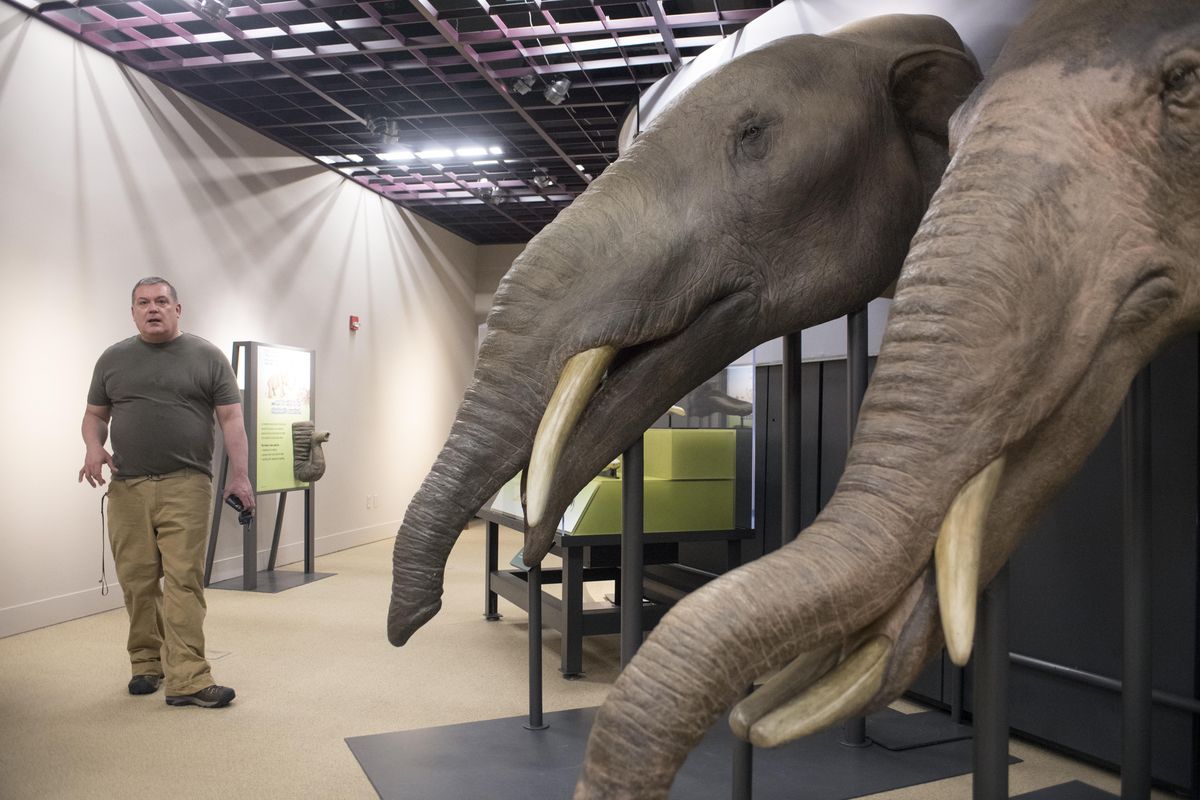 John Moredo-Burich, director of museum experience, talks about the various realistic animal reproductions included in the upcoming “Titans of the Ice Age” exhibit, showing the many different ancestors and descendents of mastodons and mammoths. Photographed Monday, Feb. 6, 2017, at the Northwest Museum of Arts and Culture in Spokane. (Jesse Tinsley / The Spokesman-Review)