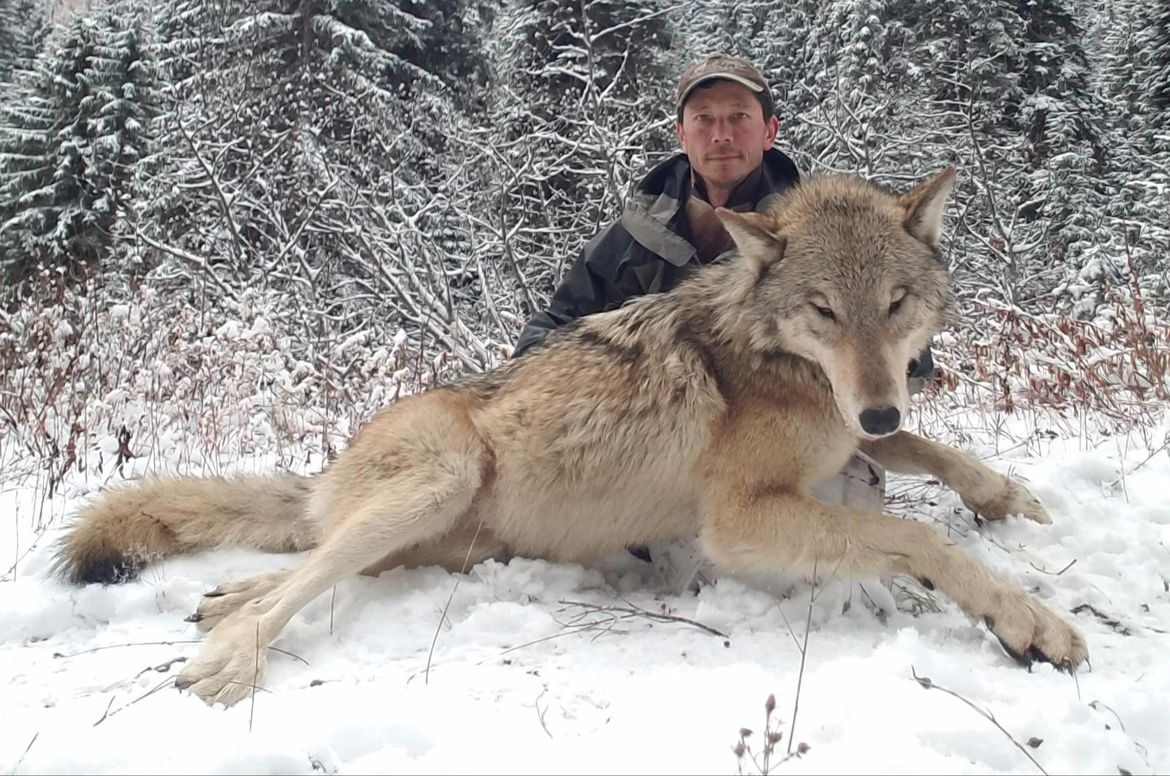 Bill to keep Idaho wolf control board headed to governor The SpokesmanReview