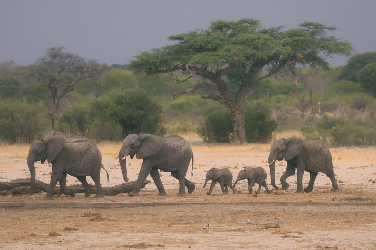 FILE — In this Sunday Nov. 10, 2019 file photo a herd of elephants make their way through the Hwange National Park, Zimbabwe, in search of water. An environmental group in Zimbabwe has applied to the country