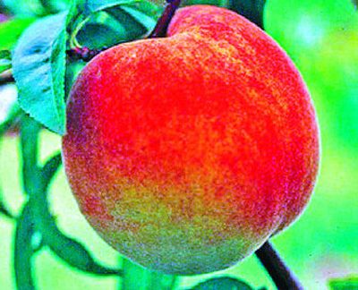 
Peaches are among the many types of fruit available in dwarf form. 
 (millernursries.com / The Spokesman-Review)