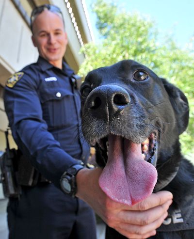 Medford police Officer Levi Friend poses for a photo Wednesday with Cody, a drug detection dog at the Medford Police Department in Medford, Ore. (Associated Press)