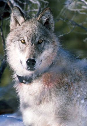 This photo provided by the U.S. Fish and Wildlife Service shows a gray wolf, fitted with a radio collar, in Yellowstone National Park in Wyoming in 2003. 
 (File Associated Press / The Spokesman-Review)