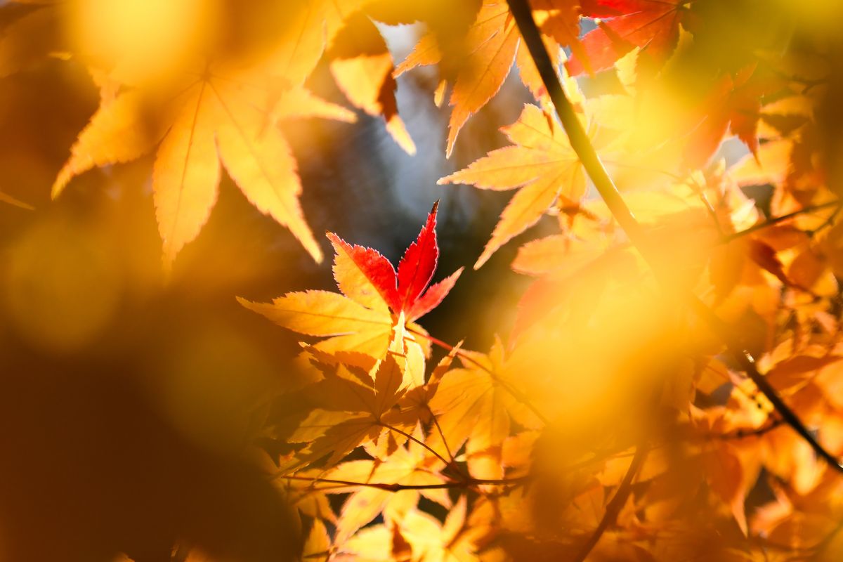 Colorful maple leaves Hie Shrine in Hida Takayama, Japan, on Wednesday, on Nov. 13, 2024. “Momijigari” means hunting autumn leaves and people consult forecasts and follow predictions to find the most beautiful displays. This itinerary adds history and a sense of spirituality to the colors. (Noriko Hayashi/The New York Times) (NORIKO HAYASHI)