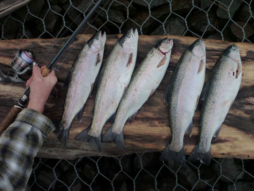 A five-fish limit of rainbow trout caught in Lake Roosevelt in December, when net-pen-raised fish released in July have had time to grow long and plump. (Rich Landers)