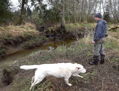 In this Friday, March 16, 2018 photo, Scott Thompson, owner of BlackBerry Bog Farm near Svensen, Ore., looks out over his property near the habitat restoration project. (Colin Murphey / Associated Press)