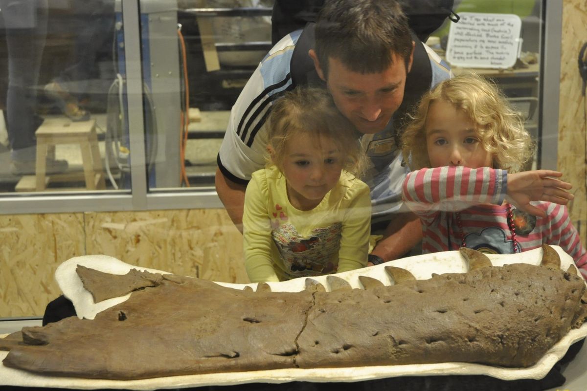 SEATTLE -Chris Holstrom and his daughters Gwen Dillstrom, 5, and Tova Dillstrom, 2, look at the jawbone of the Tufts-Love T.rex on display in the Burke Museum (Jim Camden / The Spokesman-Review)
