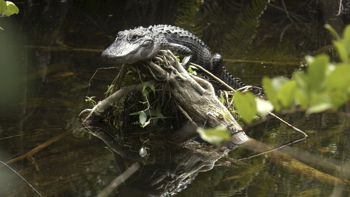 Alligator suspected of dragging woman into pond | The Spokesman-Review