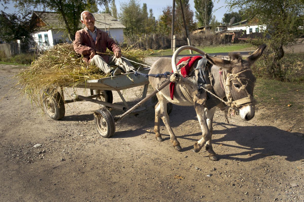 On the road in front of the Solnyshko preschool in the village of Vasilievka, Kyrgyzstan, a donkey pulls a cart full of hay. The rural roads and infrastructure in Kyrgyzstan are primitive compared with Western standards. 