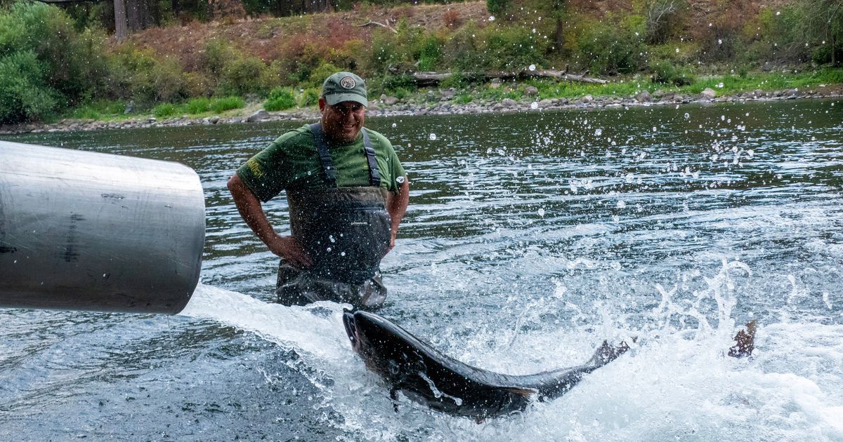 The Coeur d'Alene Tribe is releasing 150 Chinook salmon into the Spokane River as part of its ongoing reintroduction efforts