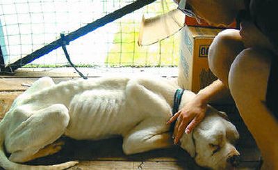 
Shelter volunteer Elizabeth Hauritz cares for Laben on Saturday. 
 (Photo courtesy of Priest River Animal Rescue / The Spokesman-Review)