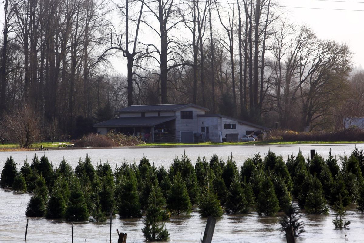 The Ronnei Christmas Tree Farm outside of Duvall, Wash., is flooded by the Snoqualmie River, Wednesday.