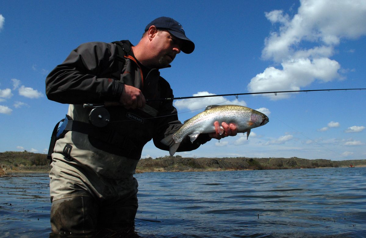 The Spokesman-Review Before releasing the fish, fly fishing guide George Cook displays a hefty but average-size rainbow from a private trout fishing lake at Isaak’s Ranch. (Rich Landers / The Spokesman-Review)