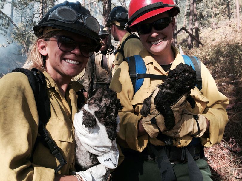 Firefighters hold two mountain lion cubs rescued from under a burning log in this Aug. 29 photo provided by Bitterroot National Forest in Montana. A fire crew working near the log heard the cubs. (Associated Press)