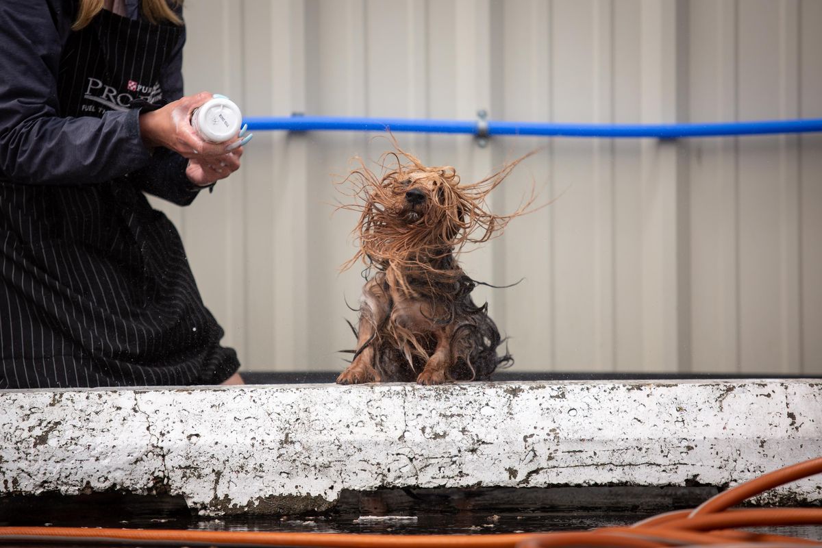 Corie Hebert washes Maverick, an Australian Silky Terrier, on May 26, 2019 at the Spokane Fair and Expo Center in Spokane Valley, Wash. Maverick is handled by Luke Baggenstos, and Hebert is his assistant. (Libby Kamrowski / The Spokesman-Review)