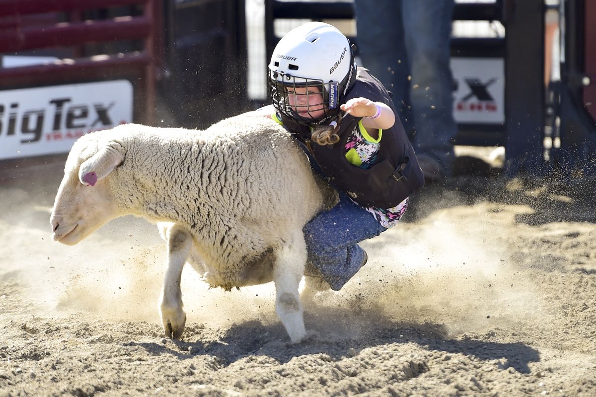 Addie Lisenbe, 5, of Rathdrum, tries her hand at mutton busting on Friday at the 2015 Spokane County Interstate Fair in Spokane. (Tyler Tjomsland)