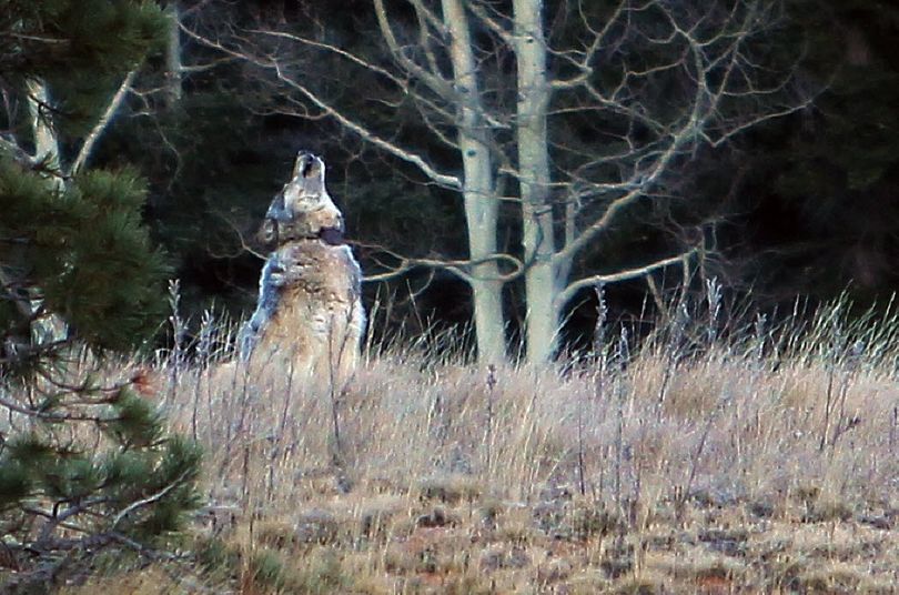 This gray wolf howling north of the Grand Canyon was documented in November 2014 as first gray wolf in northern Arizona in more than 70 years. The wolf is wearing a radio collar attached in another Northern Rockies state, but the device is no longer transmitting a signal that would accurately detail the animal's origin. (Arizona Game and Fish Department)