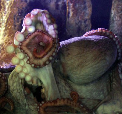In this photo provided by the Alaska SeaLife Center, Aurora, the Alaska SeaLife Center's Giant Pacific Octopus, tends to her eggs in a tank at the Alaska SeaLife Center in Seward, Alaska, Wednesday, April 13, 2005. (JASON WETTSTEIN / Associated Press)