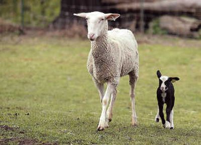 
The newest member of the herd at Black Sheep Creamery stays close to its mother April 4 at the farm near Adna, Wash. The farm lost 76 sheep in December flooding.Associated Press
 (Associated Press / The Spokesman-Review)