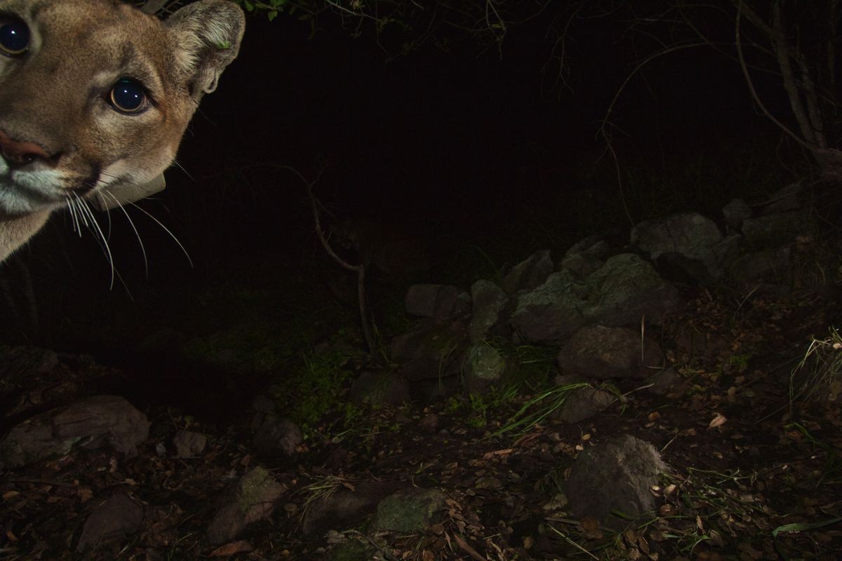 A mountain lion is captured by a trail camera at the Santa Monica Mountains National Recreation Area. MUST CREDIT: National Park Service  (Natonal Park Service/Natonal Park Service)