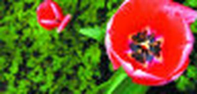 
The bright color of spring tulips is framed by green grass in a flower bed at The Glover Mansion.
 (CHRISTOPHER ANDERSON/ / The Spokesman-Review)