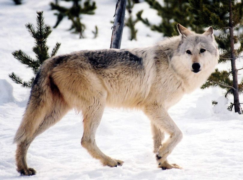 A gray wolf (Associated Press)