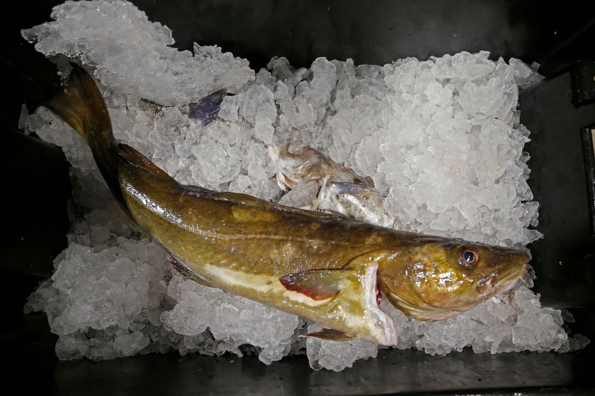 FILE- A cod fish sits on ice at the Portland Fish Exchange, in Portland, Maine. A U.S. ban on seafood imports from Russia over its invasion of Ukraine was supposed to sap billions of dollars from Vladimir Putin’s war machine. But shortcomings in import regulations means that Russian-caught pollock, salmon and crab are likely to enter the U.S. anyway, by way of the country vital to seafood supply chains across the world: China.  (Robert F. Bukaty)