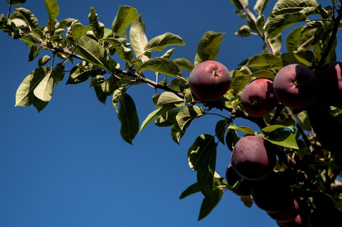 Green Bluff Harvest Festival Oct. 7, 2017 The SpokesmanReview