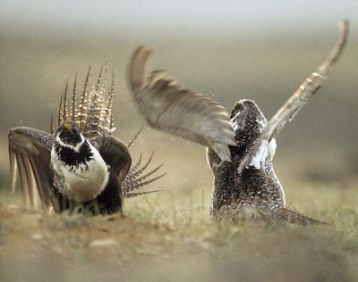 In this May 9, 2008, file photo, male sage grouses fight for the attention of a female southwest of Rawlins, Wyo. The U.S. Forest Service is rethinking sage grouse protection plans in six Western states after a federal court agreed with mining companies that the agency illegally created some protections in Nevada. (Jerret Raffety / Associated Press)