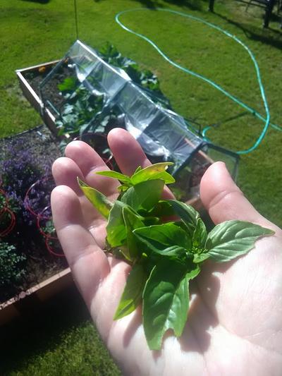 Basil from the garden.