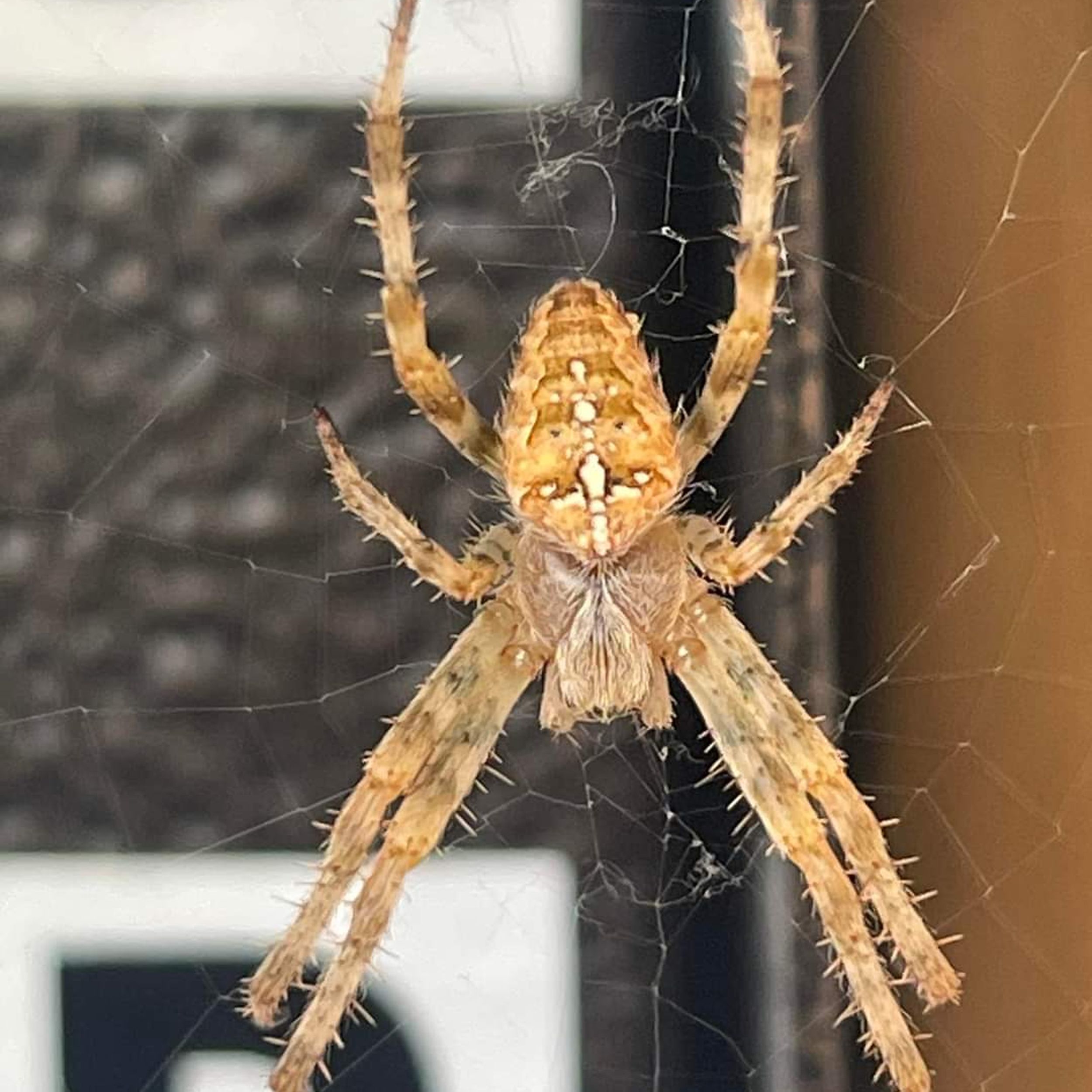 Daring Or Bold? N.H.'s New State Spider Tends To Hide From Humans