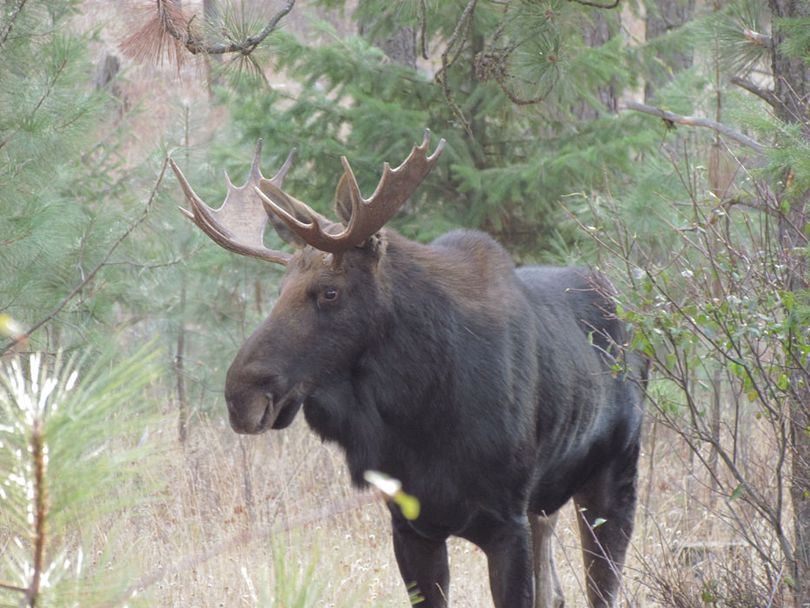 Bull moose along the Little Spokane River in Spokane. (Mike Miller)