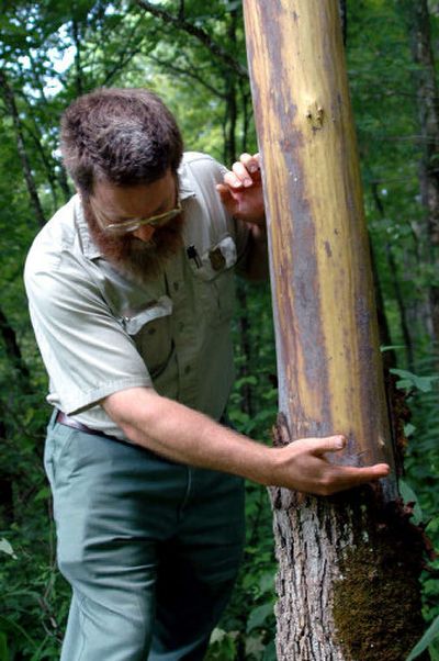 
David Taylor, a forest botanist with the US Forest Service and Department of Agriculture, explains how individuals cut a slippery elm tree with an axe or hatchet, and then strip its bark from the tree in the Daniel Boone National Forest, Ky. 
 (Associated Press / The Spokesman-Review)