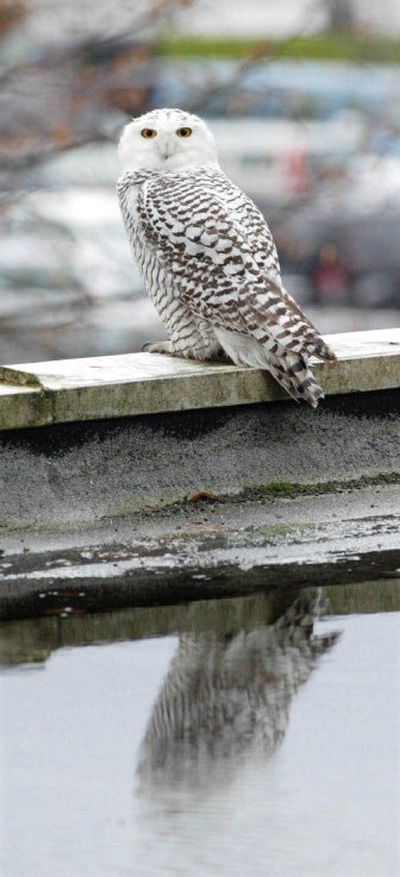 A snowy owl perches on a downtown building in Bellevue, Wash., last week. Snowy owls are being spotted in Western Washington,  making one of the species' rare migrations south. 
 (Associated Press / The Spokesman-Review)