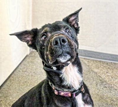 Kono is full of fun, energy and playfulness, according to the Spokane County Regional Animal Protection Service. (Kathy Piper / Courtesy)