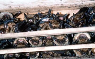 
Learn about bats at the 